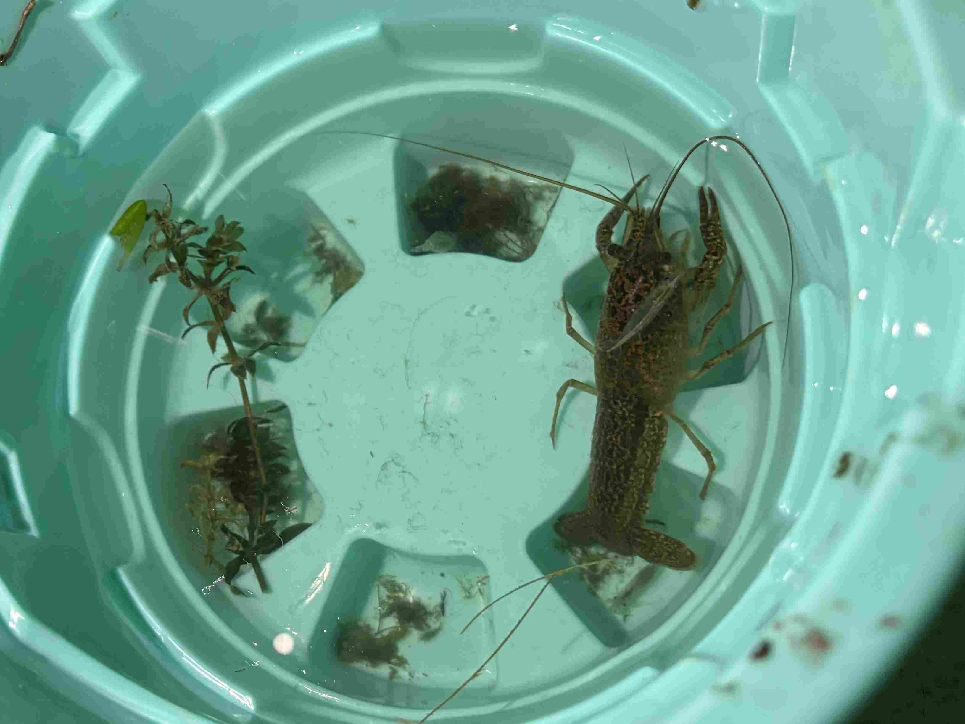 hej crawfish