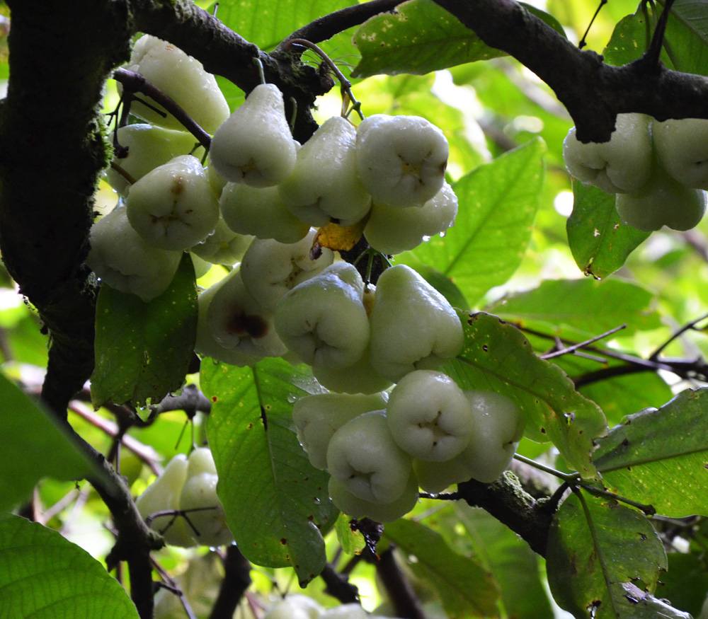 memories under the jambu tree